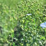 Canada produced an estimated 474,000 tonnes of flax in 2022-23, while Russia grew 1.5 million tonnes and Kazakhstan harvested 800,000 tonnes. | Mike Raine photo