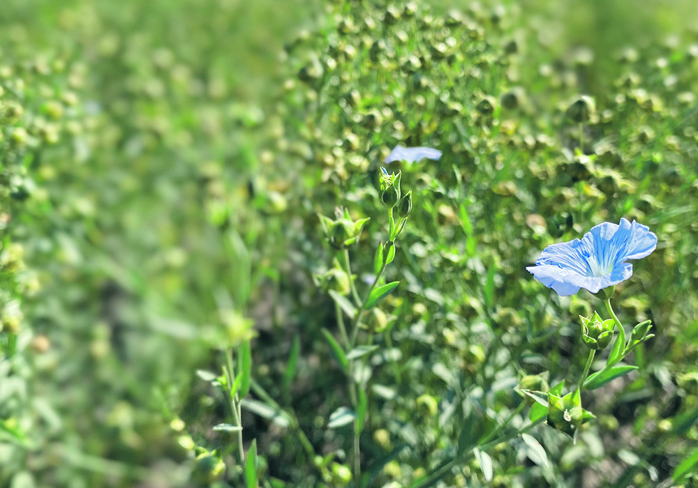 Canada produced an estimated 474,000 tonnes of flax in 2022-23, while Russia grew 1.5 million tonnes and Kazakhstan harvested 800,000 tonnes.  |  Mike Raine photo