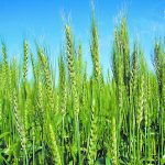 Seed growers in the United States are expected to plant 5,000 to 7,000 acres of Syngenta’s hybrid wheat this year in preparation for a full commercial launch in 2024. | File photo