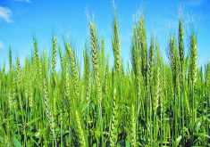 Seed growers in the United States are expected to plant 5,000 to 7,000 acres of Syngenta’s hybrid wheat this year in preparation for a full commercial launch in 2024. | File photo