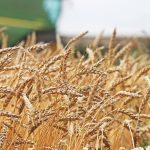 In a recent wheat market outlook presentation at CropWeek in Saskatoon Chuck Penner, market analyst with LeftField Commodity Research, painted a generally favourable supply and demand picture that should have Canadian wheat sellers feeling confident about the direction of wheat prices in the months ahead. | File photo