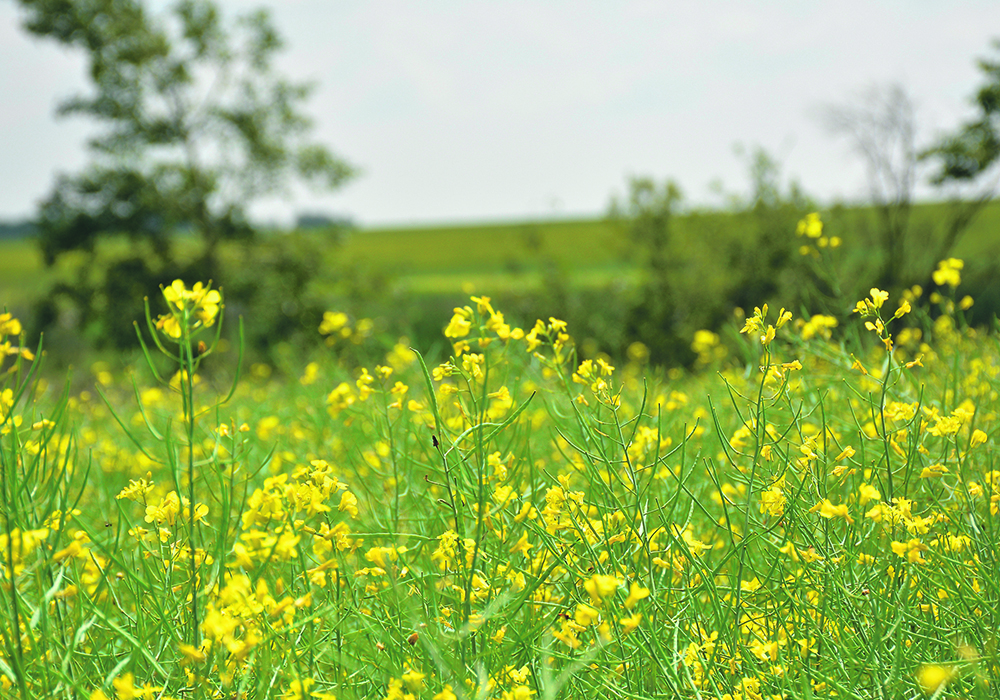 Domestic canola supplies are estimated to be 19.1 million tonnes, well below the average of 23.1 million tonnes, and last year’s production was the lowest level since 2015-16, excluding the drought-reduced harvest in 2021.  |  File photo