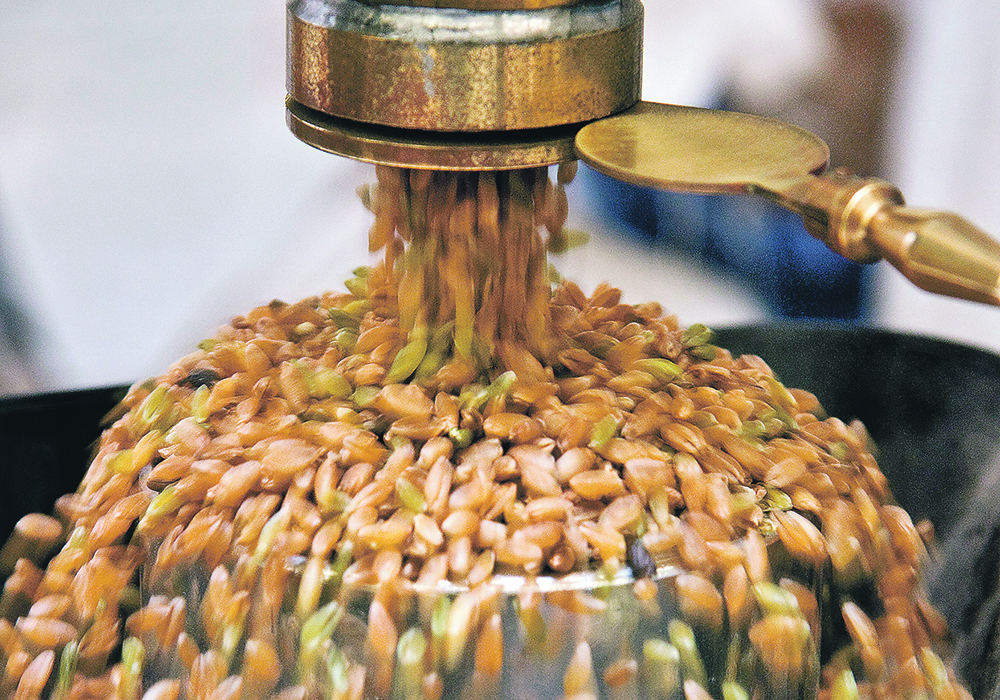 While seed testing has been finding high germination rates this winter, vigour scores have also been looking good for all crops.  |  File photo