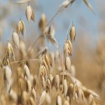 Agriculture Canada's January supply and demand estimates, released today, cut oat production by almost 31 percent at 3.611 million tonnes when compared to 2022-23. The department chopped the carryout for oats by nearly 48 percent at 600,000 tonnes. | File photo