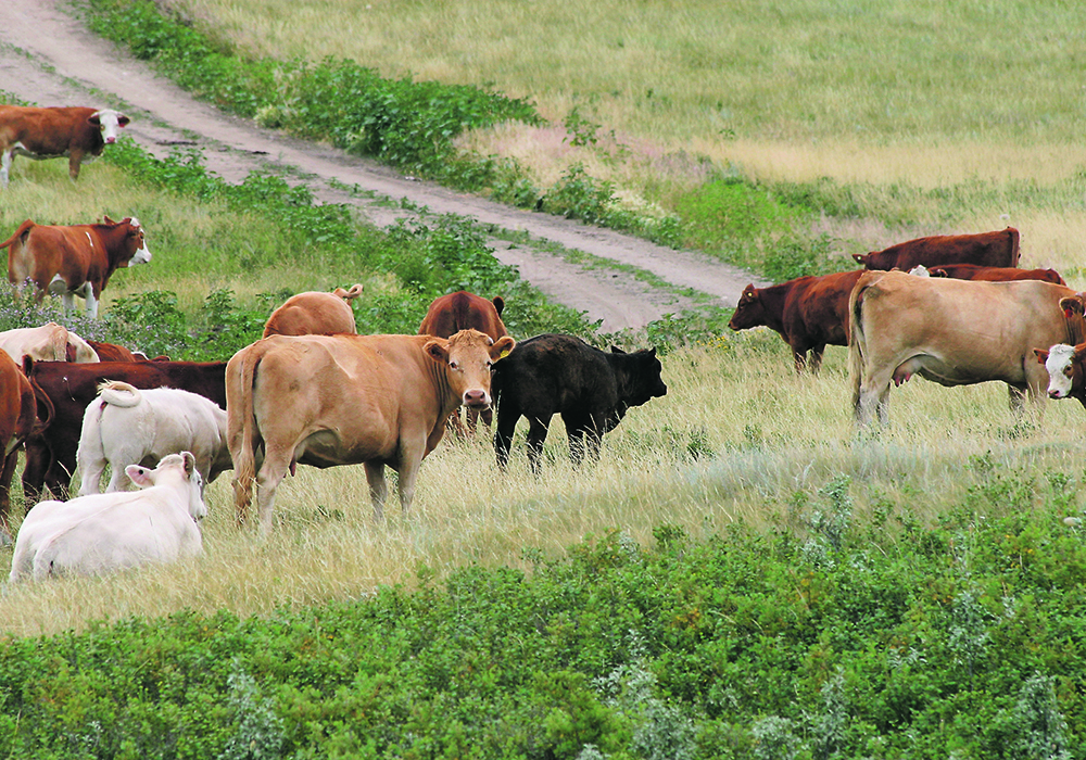 Saskatchewan agriculture minister David Marit announced Crown pasture lease rates have been frozen at 2022 levels for 2023. | File photo
