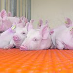 Producers need to ensure consumers are better informed about the positive conditions within the industry, said Brett Stuart, president of Global AgriTrends, at the Banff Pork Seminar. | File photo