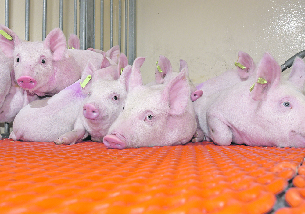 Producers need to ensure consumers are better informed about the positive conditions within the industry, said Brett Stuart, president of Global AgriTrends, at the Banff Pork Seminar. | File photo