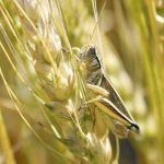 Grasshopper specialist says limiting survey to once a year is like conducting a deer population survey only before mating season. | File photo