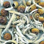 Is there a place for psychedelics in animal health care? | Reuters photo
