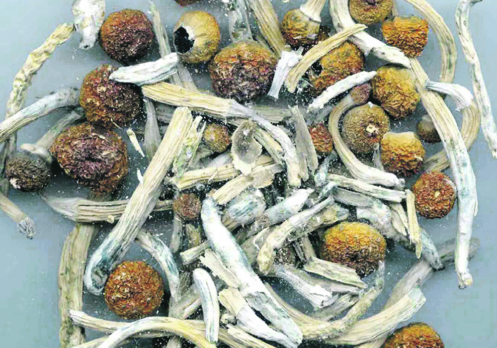 Is there a place for psychedelics in animal health care?  |  Reuters photo