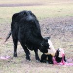 Producers should stay alert for indications that assistance is needed during labour. More than an hour of straining without progress should be investigated. | File photo