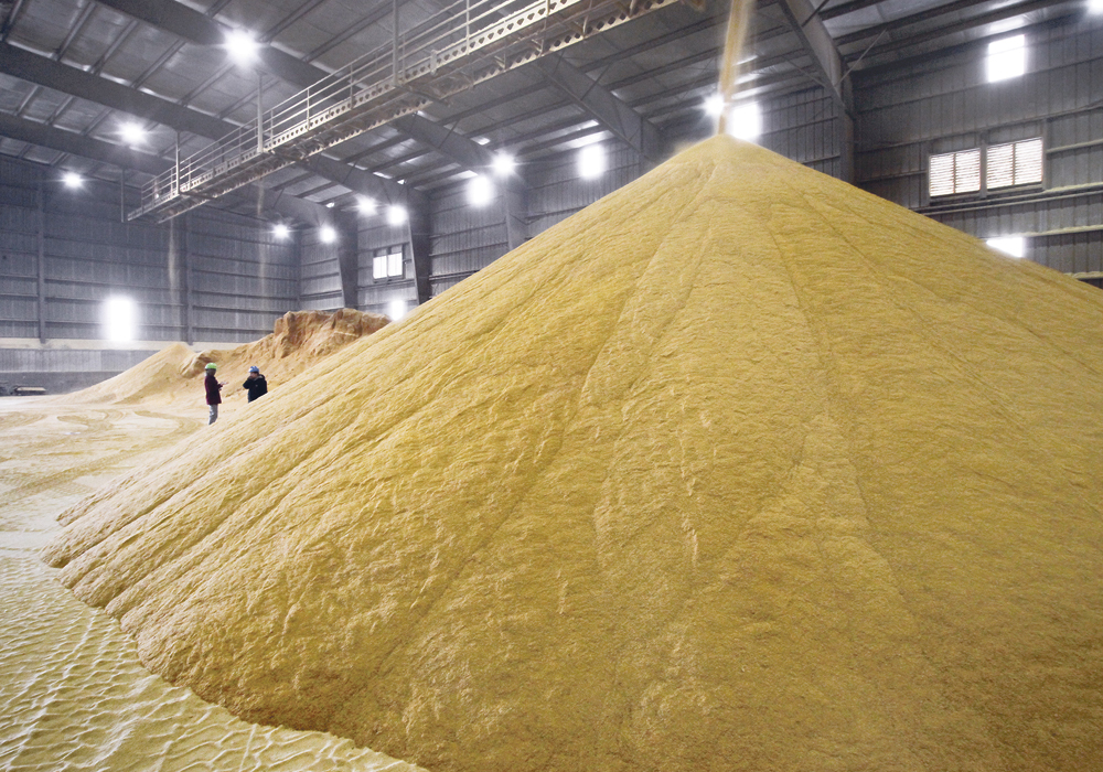 DDGs are a protein-rich byproduct from ethanol production that is fed to animals. | File photo
