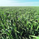 Canadian growers harvested an estimated 5.4 million tonnes of durum last fall, which was less than the average pre-drought production of six million tonnes. | File photo
