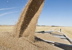 Whether it is by the head or by the tonne, at the beginning or at the end, checkoffs pay for the future of farming. | File photo