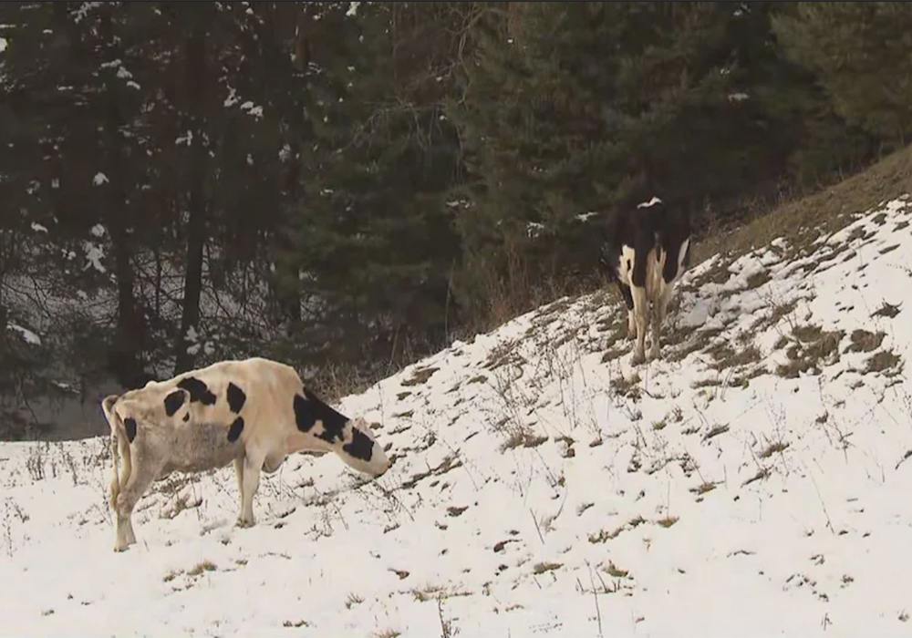The last of the cattle that escaped from a Quebec farm this past summer have finally been rounded up after months on the loose. | Screencap via radio-canada.ca