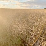 The European Union's biodiesel industry has been a major buyer of Canadian canola in recent years. | File photo