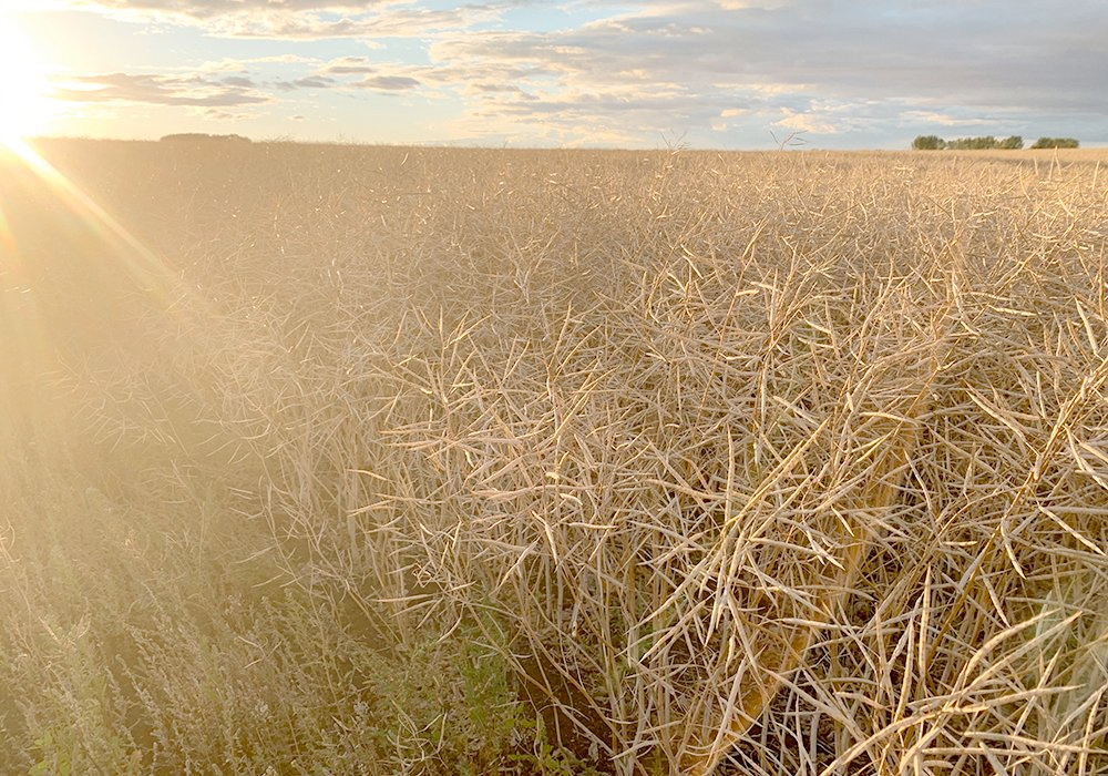 The European Union's biodiesel industry has been a major buyer of Canadian canola in recent years. | File photo