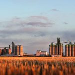 FCC predicts canola revenues will set the pace for Prairies farm income in 2023, growing by 14.2 percent, followed by peas at 12.7 percent and lentils at 10.8 percent. | Mike Raine photo