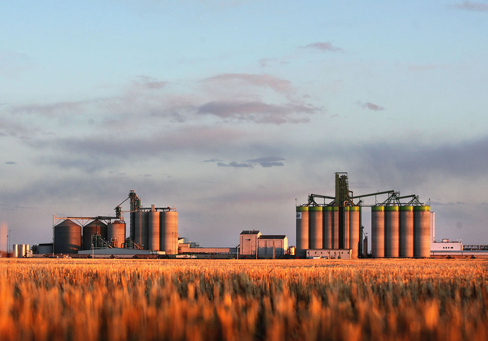 FCC predicts canola revenues will set the pace for Prairies farm income in 2023, growing by 14.2 percent, followed by peas at 12.7 percent and lentils at 10.8 percent.  |  Mike Raine photo