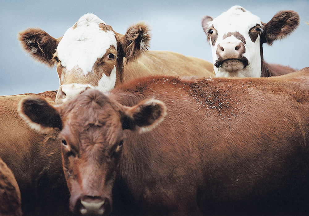 South Korea and Philippines also instituted import bans on Canadian beef after the Canadian Food Inspection Agency reported the case in late 2021. Those restrictions were lifted by January 2022.   | File photo