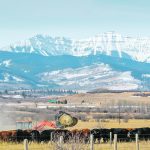 If the proposed three-year deal is ratified by the CCA at its annual general meeting March 22 to 24 in Ottawa, it will give the provincial organization more certainty over its funding by basing it on retained dollars, said general manager Brad Dubeau of ABP. | Mike Sturk photo
