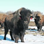 The new bison facility at Lakeland College became possible with a donation of $4 million in 2020 by Armin and Rita Mueller of Canadian Rangeland Bison and Elk. | Lakeland College photo