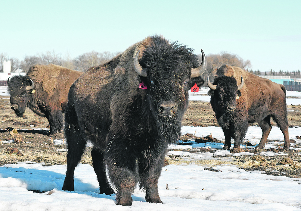 The new bison facility at Lakeland College became possible with a donation of $4 million in 2020 by Armin and Rita Mueller of Canadian Rangeland Bison and Elk.   |  Lakeland College photo