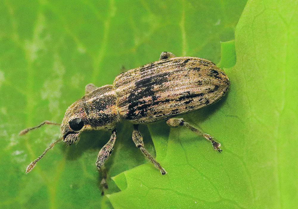 The Canada Grains Council is contesting a PMRA decision to ban lambda-cyhalothrin, used to control a wide range of pests such as pea leaf weevil.  |  Agriculture Canada photo