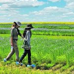 Research scientist Michelle Hubbard and research agronomist lshita Patel compare chickpea-flax treatments. | SERF photo