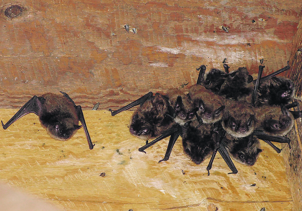 White-nose syndrome causes large die-offs in bat colonies within two years of the fungus being detected.  |  Cory Olson photo