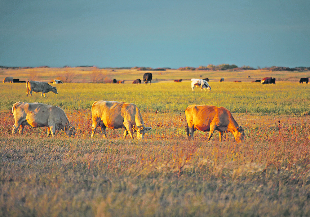 Saskatchewan agriculture minister David Marit announced the annual spend on behalf of the provincial and federal governments. He noted that seven industry partners are co-funding nearly $300,000 worth of projects, including the Saskatchewan Cattlemen’s Association, Saskatchewan Canola Development Commission, SaskMilk, Alberta Milk, Saskatchewan Forage Seed Development Commission, Saskatchewan Alfalfa Seed Producers Development Commission and Results Driven Agriculture Research in Alberta. | File photo