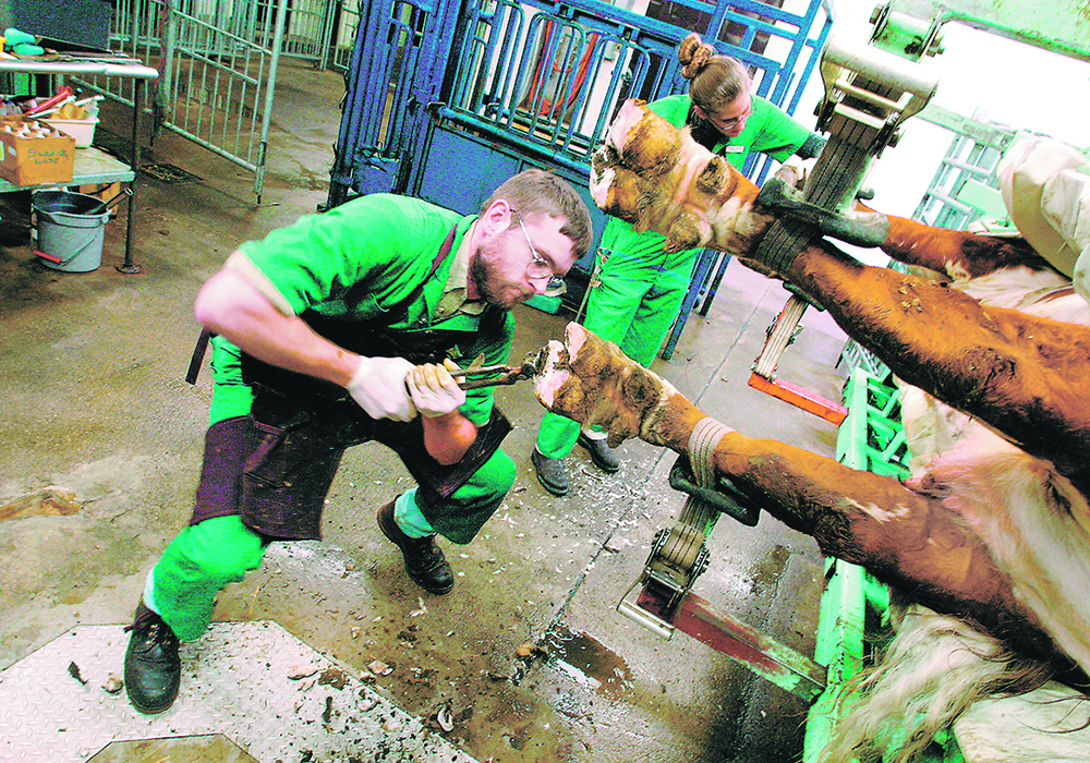Lameness is often caused by injuries and can be treated with a hoof trim rather than antibiotics. Anti-inflammatories are also good early-stage treatments for the producers to use.  |  File photo