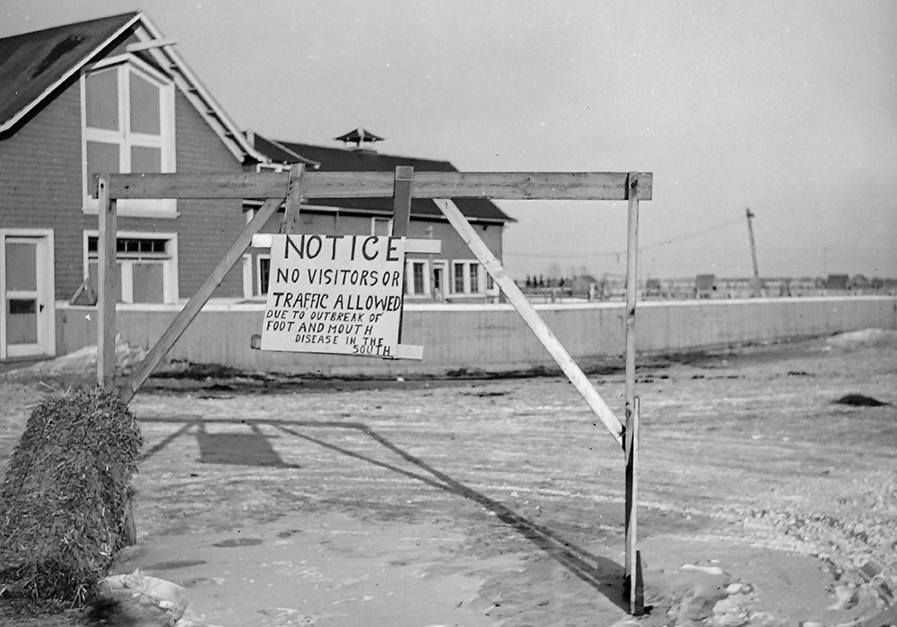 In 1952 foot and mouth disease was all the rage, as farmers across Saskatchewan responded to an outbreak in the south.  |  File photo