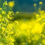 Cultivating Phosphorus Efficiency