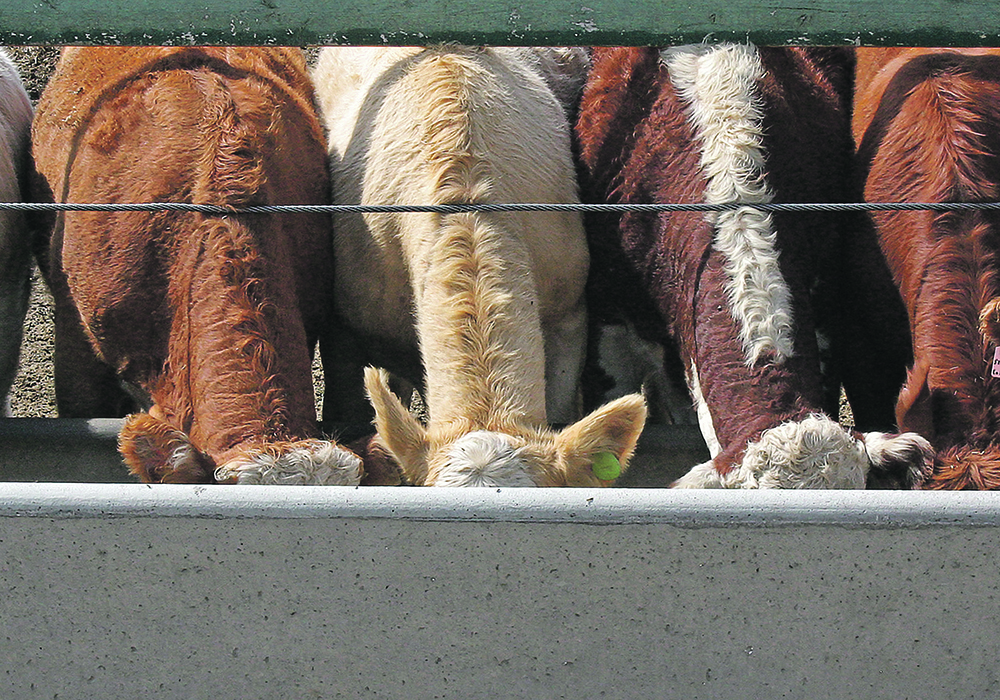 The cow herd in North America continues to grow smaller while the demand for beef remains strong.  |  File photo