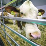 In total, Canada’s trade deficit in red meat with Europe, for the first 11 months of 2022, was $343 million. Lack of Canadian beef shipments to the EU are particularly glaring because Europe is a major importer of beef. These animals were part of the International Green Week agriculture fair in Berlin, Germany Jan. 21. | Reuters/Lisi Niesner photo