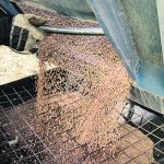 Producers might not be pulling the gates open as often for prairie pulse crops this coming spring as other commodities offer stronger potential for margins and operational efficiencies. | Paul Yanko photo