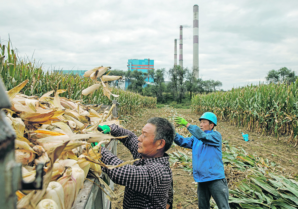 China’s corn production in 2022-23 is pegged at 277.2 million tonnes, a 4.6 million tonne increase over the previous year. | Reuters photo
