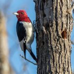Red-headed woodpecker populations declined 58 percent in Canada between 1970 to 2016. | U.S. Fish & Wildlife Service photo