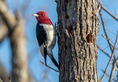 Red-headed woodpecker populations declined 58 percent in Canada between 1970 to 2016. | U.S. Fish & Wildlife Service photo