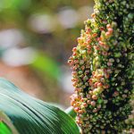 A study that examined the effect of drought on sorghum led researchers to discover a new microbe that promotes root growth critical to improving crop resilience to drought. | Reuters/Sarah Meyssonnier photo