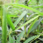 The Canadian hemp sector has largely escaped the volatility seen in the United States, with acres expected to be up slightly in 2023. | File photo