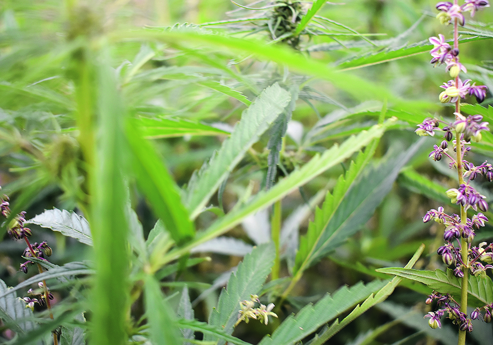 The Canadian hemp sector has largely escaped the volatility seen in the United States, with acres expected to be up slightly in 2023.  |  File photo