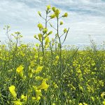 Germany’s proposed ban on all crop-based biofuel would be a blow to Canada’s canola sector, but it would not be devastating because of the new crush plants being built in the country. | File photo