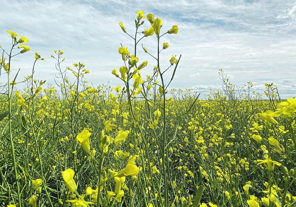 Germany’s proposed ban on all crop-based biofuel would be a blow to Canada’s canola sector, but it would not be devastating because of the new crush plants being built in the country. |  File photo