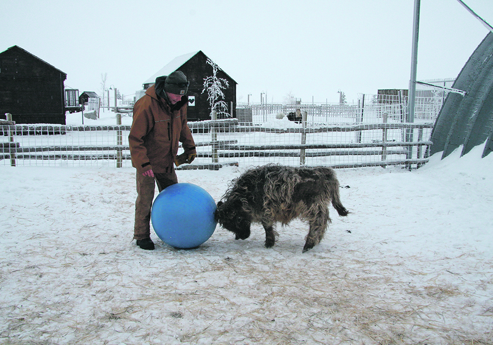 It’s winter playtime for Taylor Crassweller and Theo, the miniature Highland bull that Cedar Creek Gardens acquired last fall.  |  Karen Briere photo