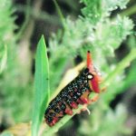 Researchers found that a single 28-million-year-old receptor gene corresponds perfectly with a plant’s immune response to caterpillar peptides. They also found that some of the descendants of the oldest plant ancestors, such as soybeans, had lost the gene and could not respond to the destructive nature of the insect. | File photo