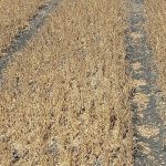 ROGA Drone rep Don Campbell has installed a tire track trampling calculator on his website. As part of it, he has included an explanation of the Bell Effect, which he says can impact crop beyond the actual tire track. | Screencap via rogadrone.com