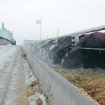 Early work on steam flaking barley has shown variable and often negative results, but Greg Penner of the University of Saskatchewan says that is likely because barley was flaked the same way as corn. One study has found that barley doesn’t have to be steamed as long. | File photo