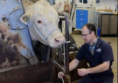 Victor Kernaleguen, owner of Gateway Veterinary Services in Melfort, Sask., believes maintaining a solid relationship with 4-H members is key to helping them have more productive and healthier animals. | Facebook/Gateway Veterinary Services photo